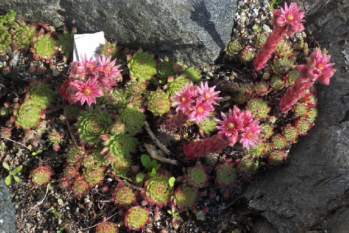 sempervivum funcii